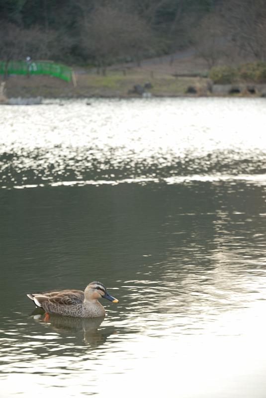 DSC_0701.jpg