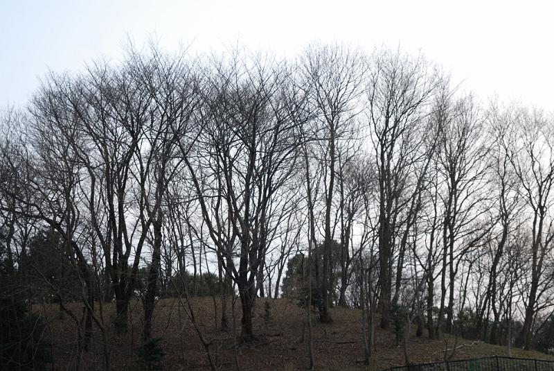 DSC_0753.jpg