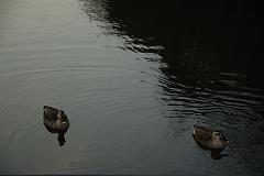 DSC_0695