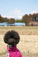 ネロと那須の山