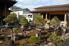 盆栽のお屋敷1