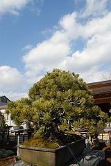 盆栽のお屋敷2