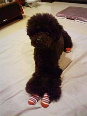 ネロ with Red Sox