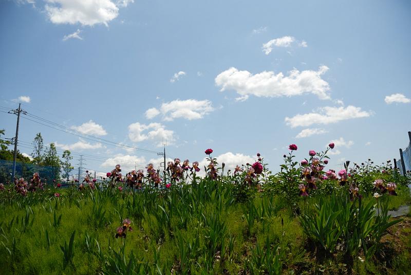 DSC_1321.jpg