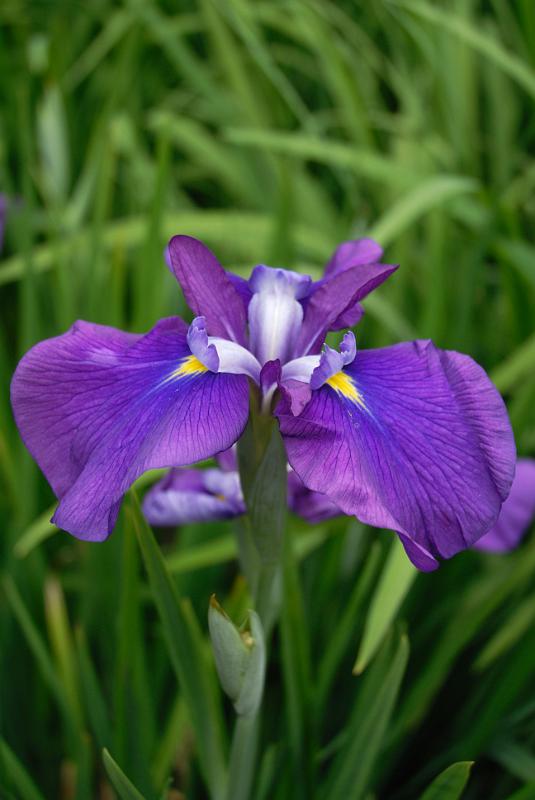 DSC_1420.jpg