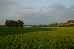 田んぼ