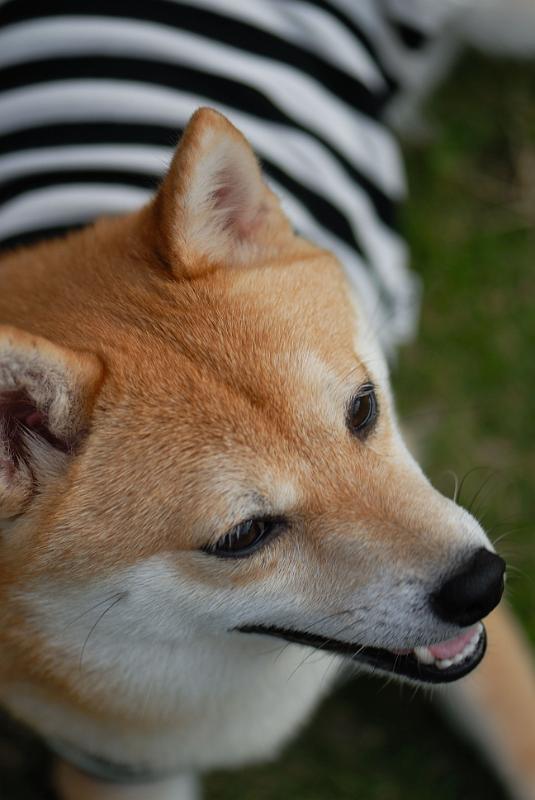 DSC_2216.jpg