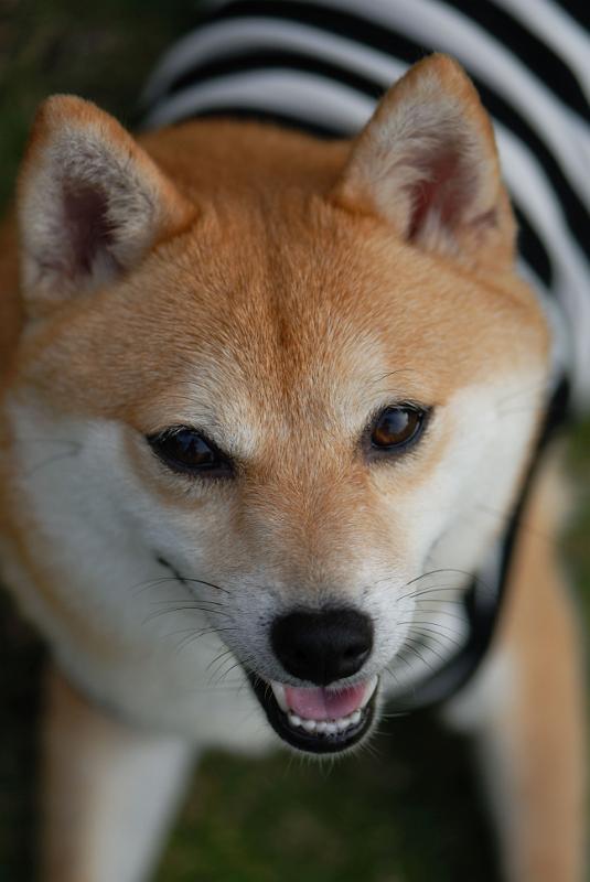 DSC_2221.jpg