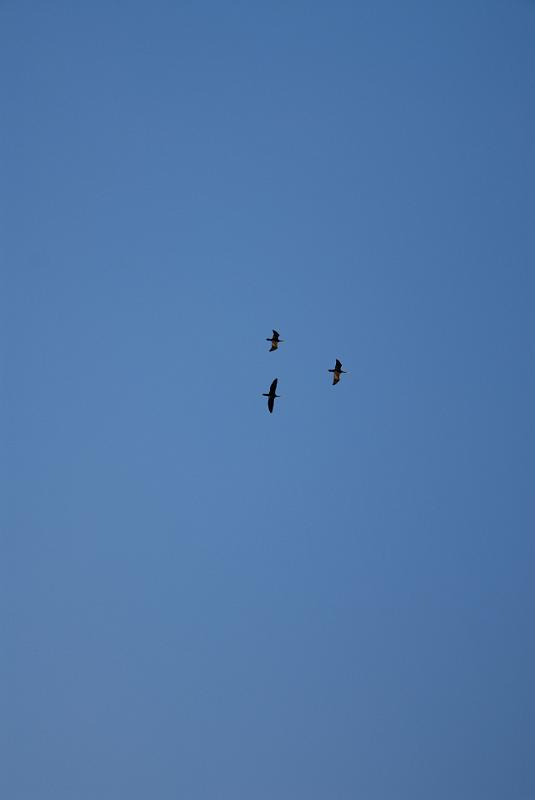 DSC_2726.jpg
