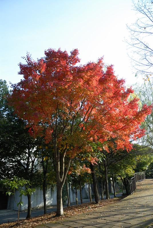 DSC_2827.jpg