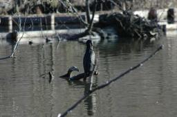 dsc_4948.jpg