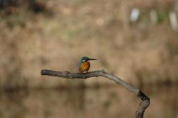 dsc_4960.jpg