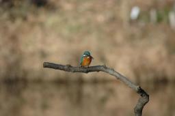 dsc_4964.jpg