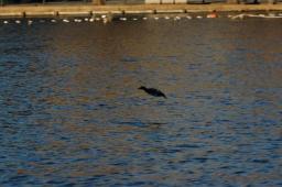 dsc_4992.jpg