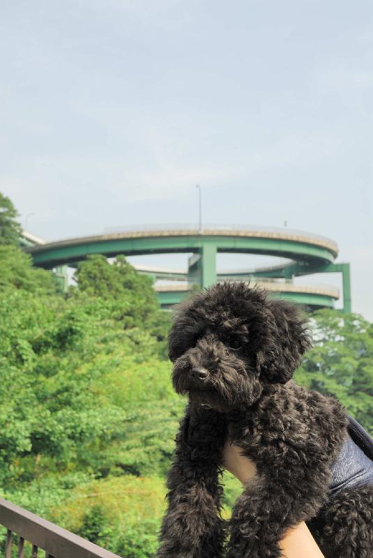 DSC_0303.JPG - 河津ループ橋