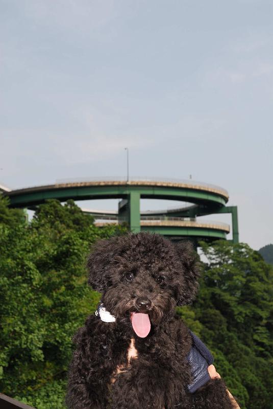 DSC_0305.JPG - 河津ループ橋