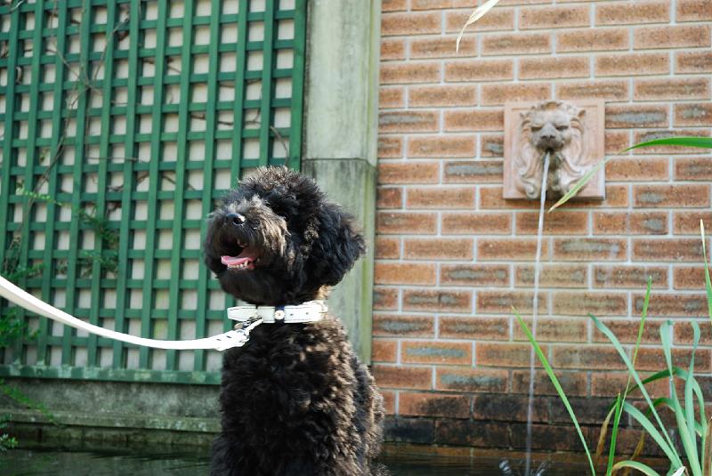 DSC_0306.JPG - 河津バガテル公園