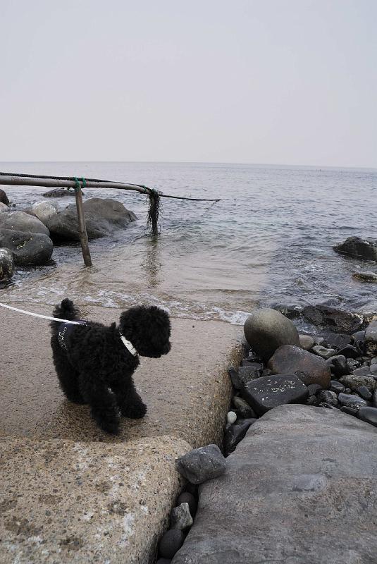 DSC_0319.JPG - 富戸 脇の浜