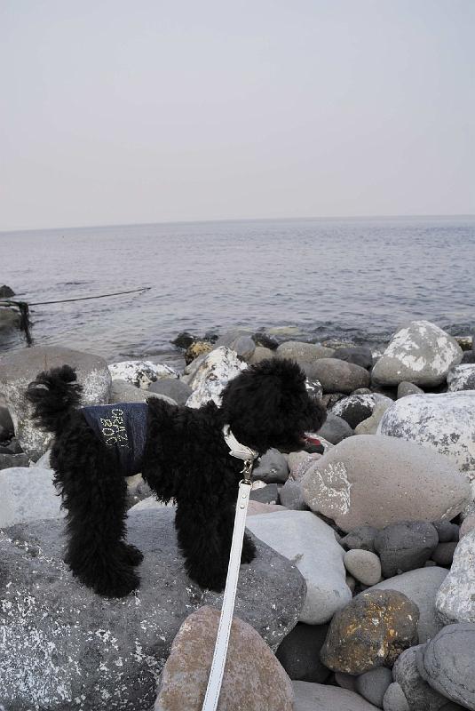 DSC_0327.JPG - 富戸 脇の浜