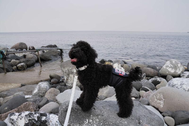 DSC_0328.JPG - 富戸 脇の浜