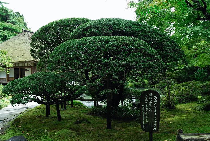 DSC_2283.jpg - 円通院 おんこ(イチイ)