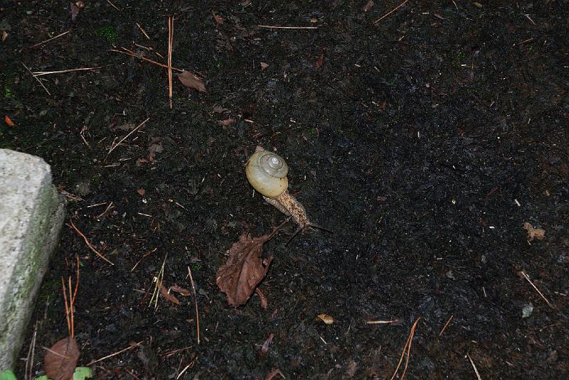 DSC_2318.jpg - 県立自然植物公園福浦島にて