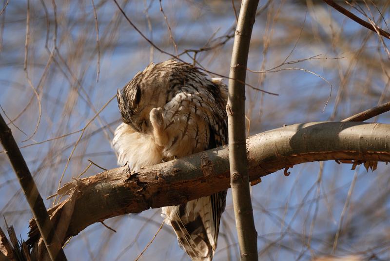 DSC_3185.jpg