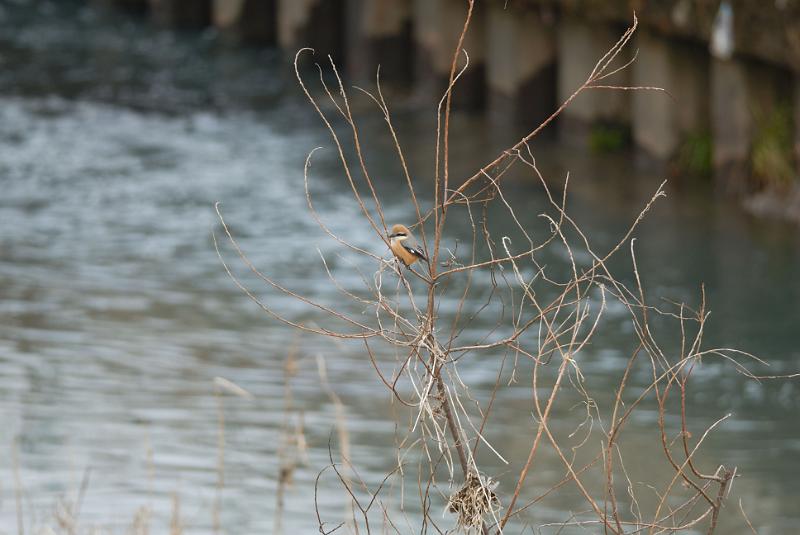 DSC_3323.jpg