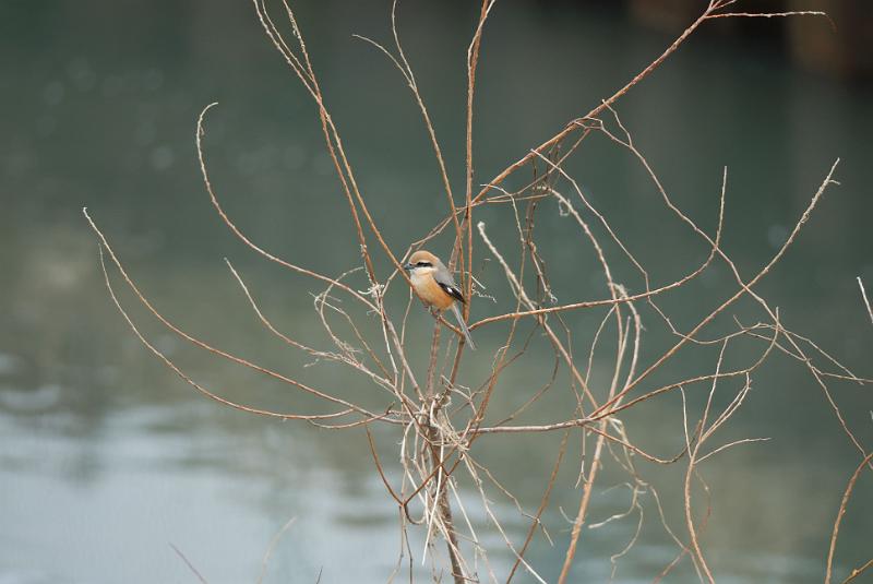 DSC_3324.jpg