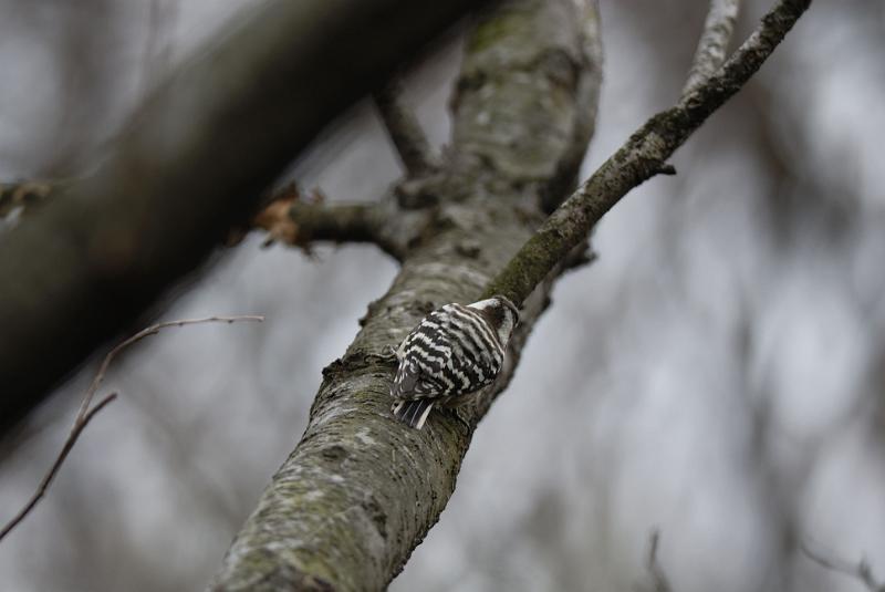 DSC_3331.jpg
