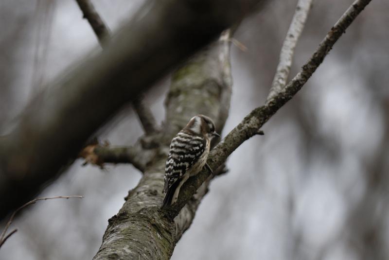 DSC_3332.jpg
