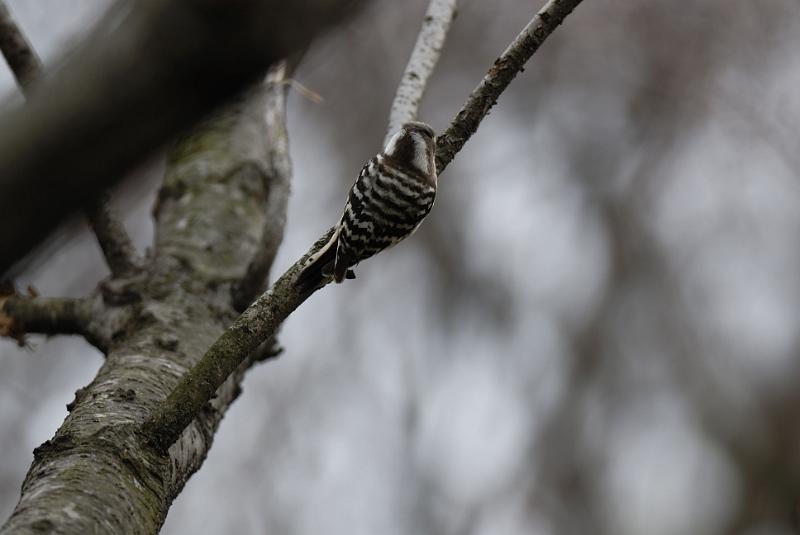 DSC_3333.jpg