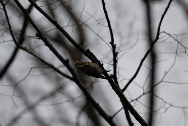 DSC_3339.jpg