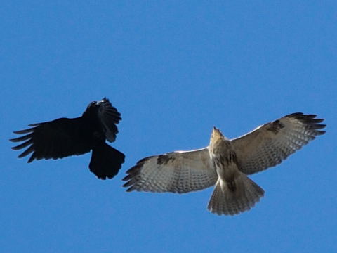 Buzzard & Crow