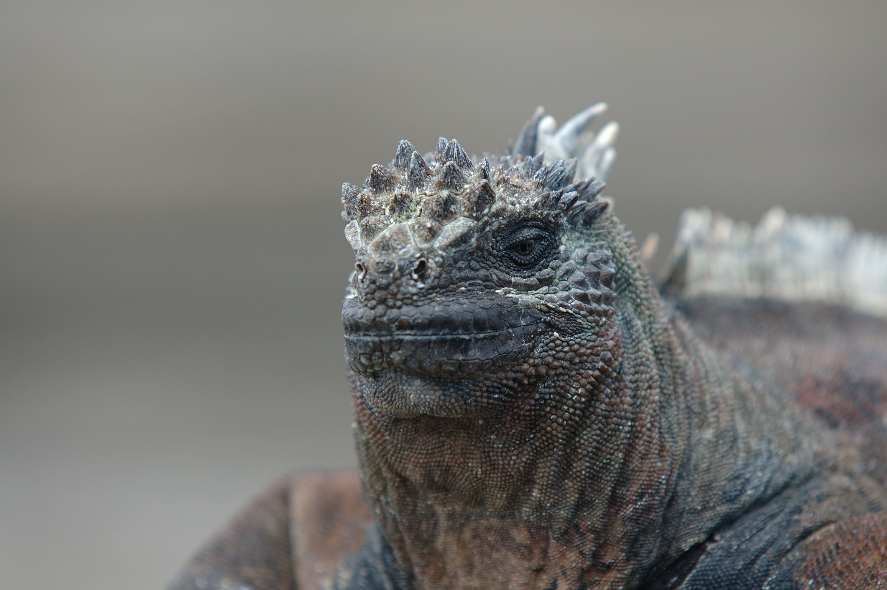 photograph at galapagos 