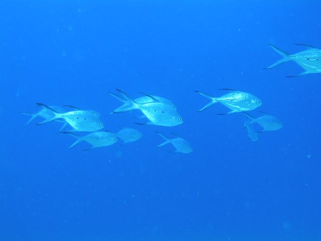 trevally2