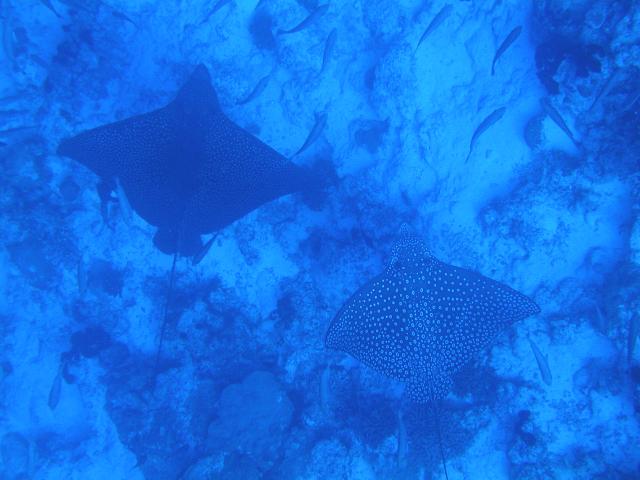 eagle ray