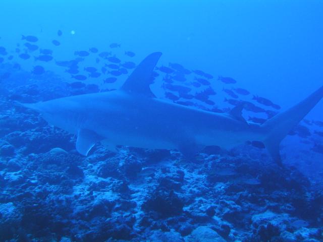 great hammerhead shark