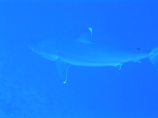 shark3