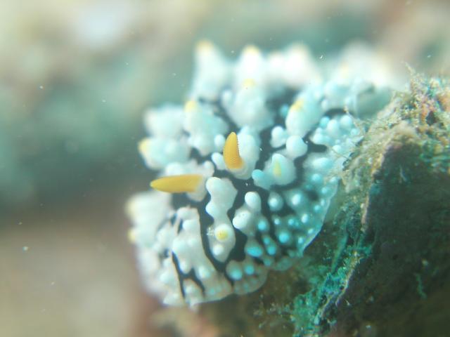 nudibranch