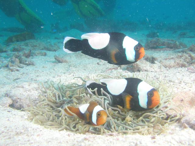 anemonefish1