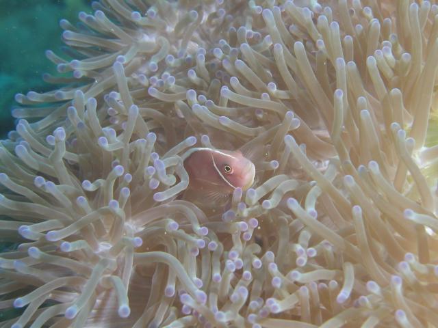 anemonefish2