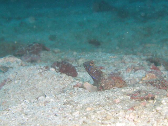 goby2