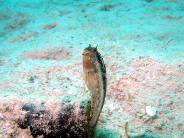 blenny