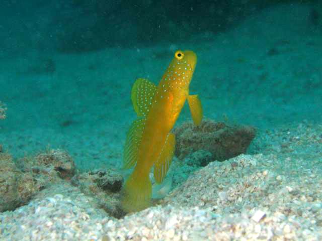 goby3